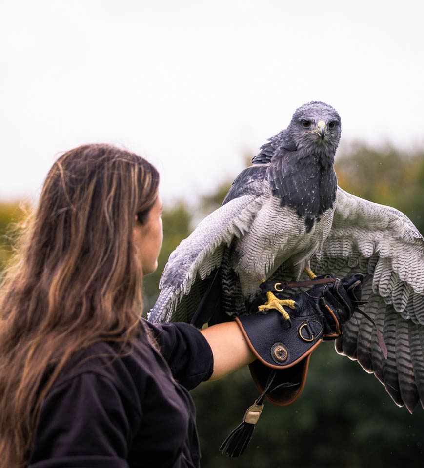 Bird of prey