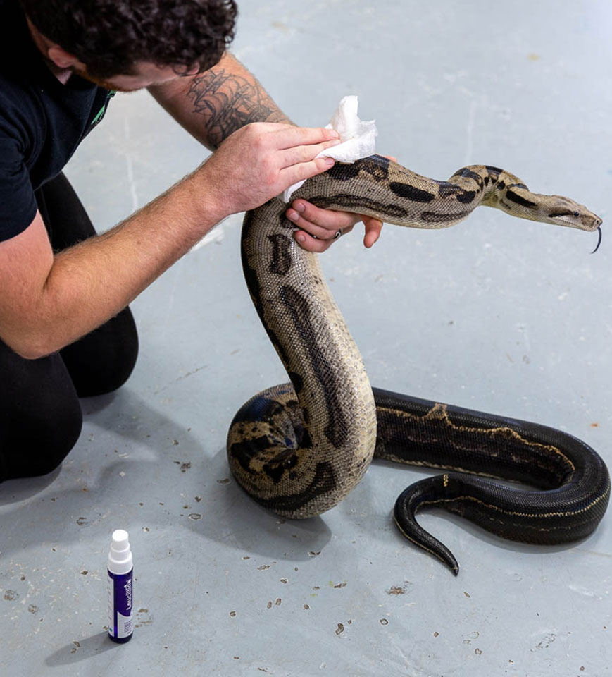 Using Leucillin on a snake