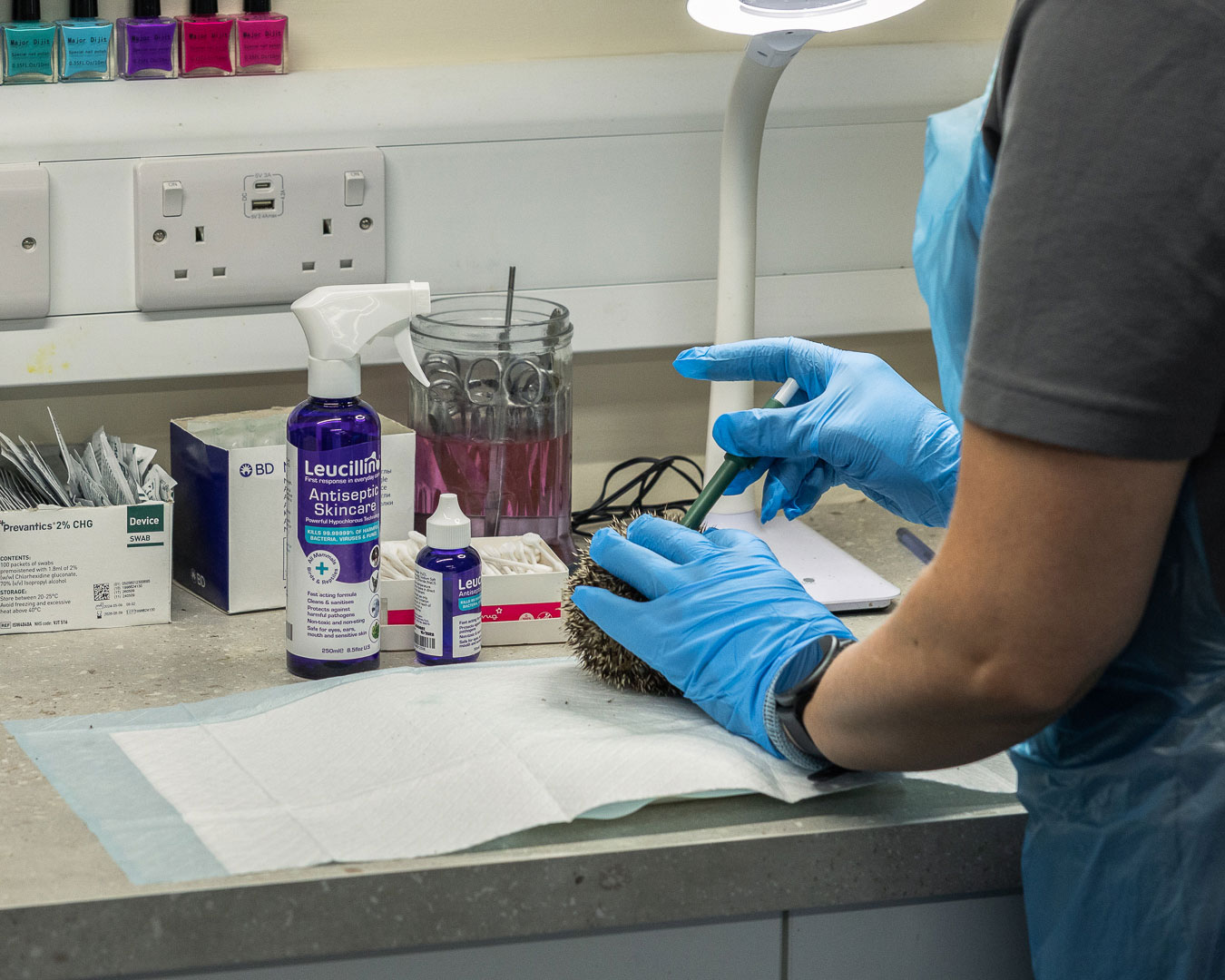 Vet using Leucillin on a hedgehog