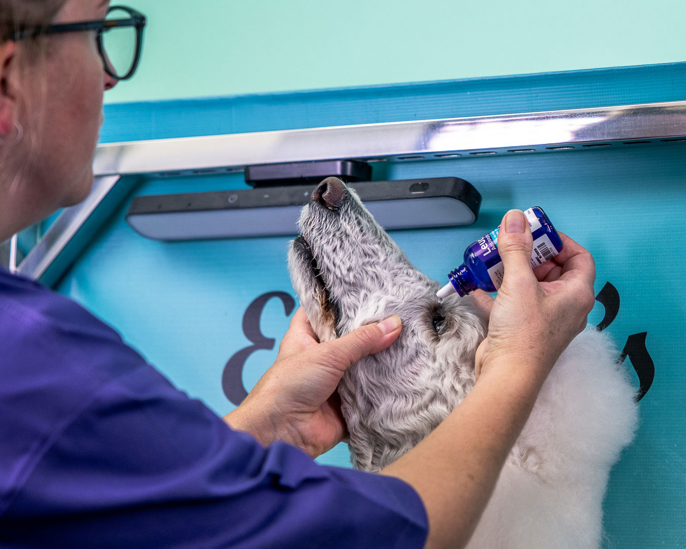 Dog groomer using Leucillin on a dog's eye